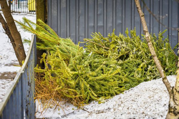 Pine Tree Debris Removal